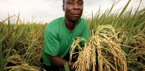 rice RAINY SEASON FARMING IN NIGERIA
