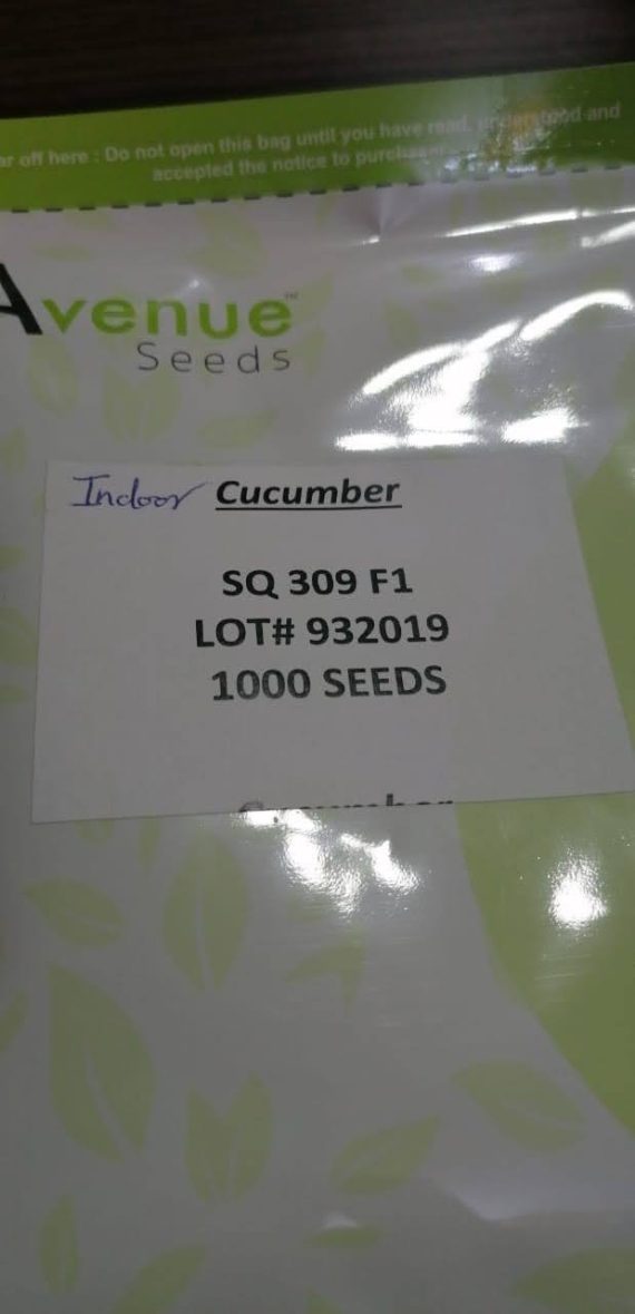 cucumber avenue seeds SQ 309 F1