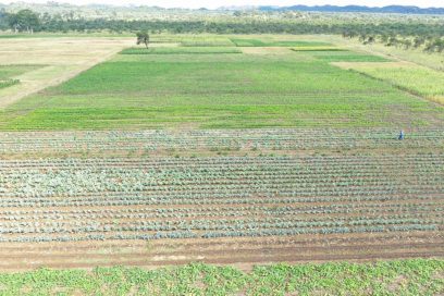 RAINY SEASON FARMING IN NIGERIA