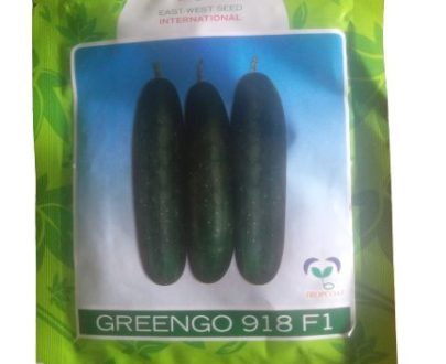 Greengo 918 F1 Hybrid Cucumber Seeds (East-West Seeds Brand)