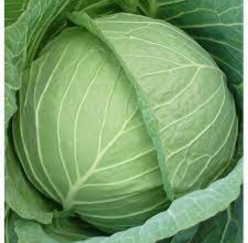 Nuzaka Cabbage Seeds