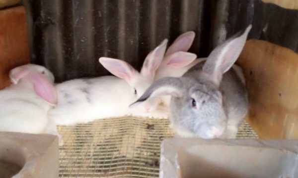 Mature Rabbits Newzealand & Chichilla