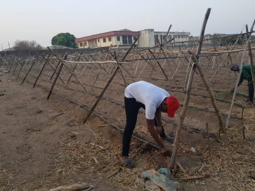 Farmsquare Cucumber Seeds Planting