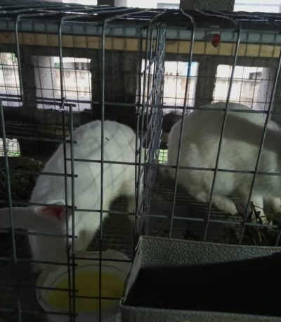 Hyla Mature Broiler Rabbits