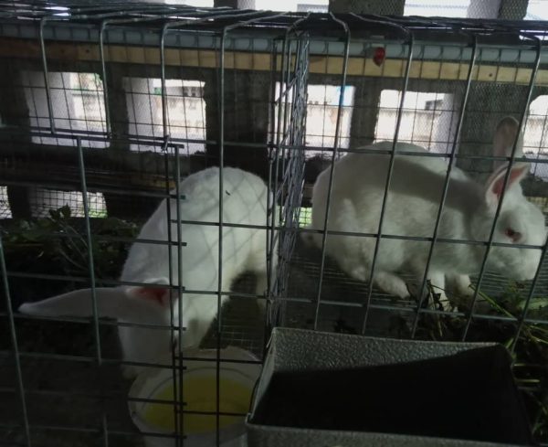Hyla Mature Broiler Rabbits