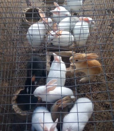 Weaner colony Rabbits Newzealand And Chichilla Weaners