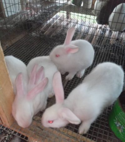 Hyla Broiler Rabbits Weaners Colony of Five 6-8Wks old