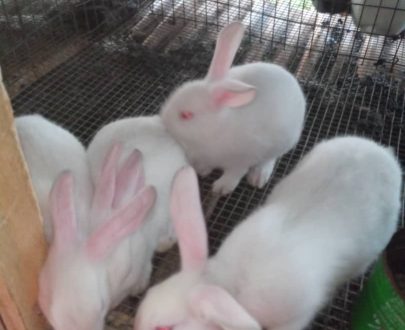 Hyla Broiler Rabbits Weaners Colony of Five 6-8Wks old