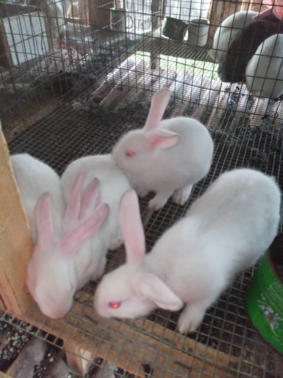 Hyla Broiler Rabbits Weaners Colony of Five 6-8Wks old