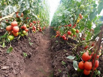 Irrigated tomato farming