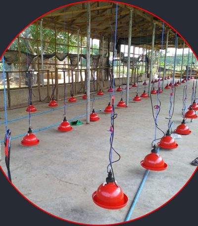 Automatic bell drinkers