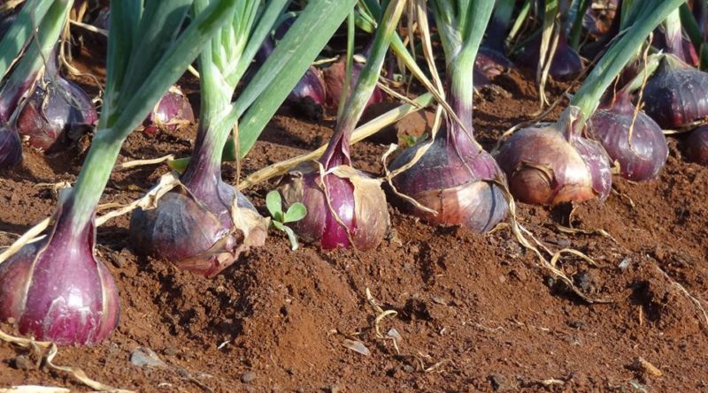 Why Onion Producers May Stop Supply To Southern Nigeria