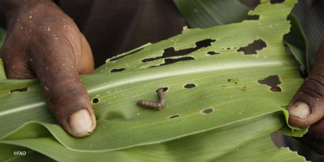 Leaf Eating in maize farming