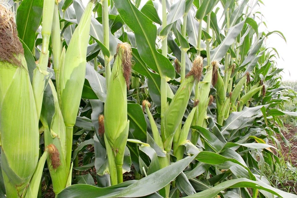 Maize Farming Farmsquare