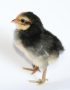 Black Cockerel