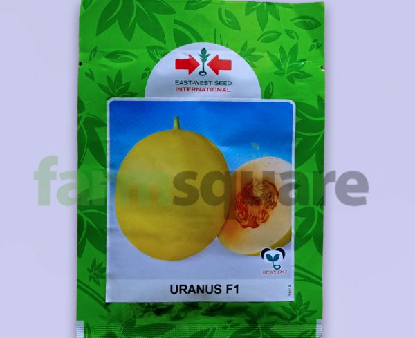Uranus F1 Sweet Melon Seeds (Eastwest Seeds) -10g