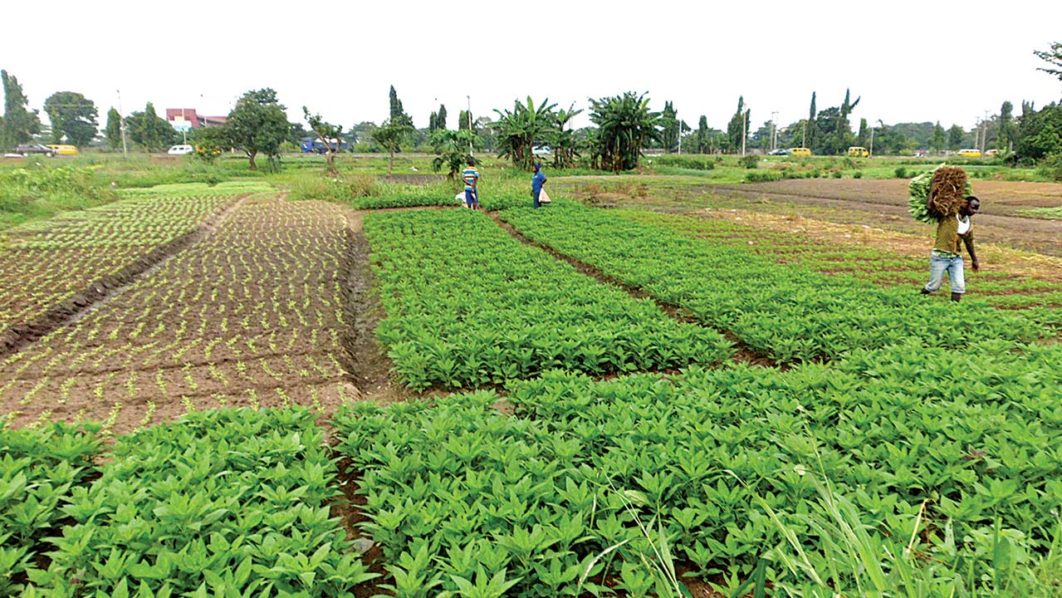 N791 Billion Disbursed To 3 Million Farmers - CBN