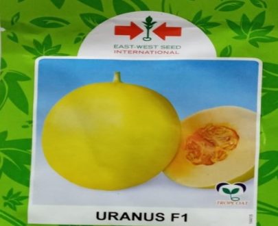 Uranus F1 Sweetmelon Seeds