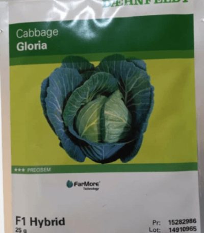Gloria star Cabbage Seeds