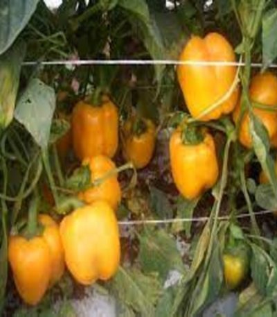 Solanor F1 Bell Pepper