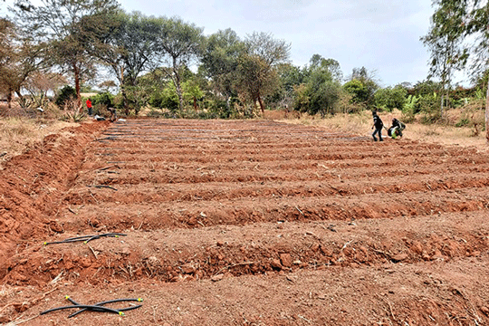 Dry-Season-Farming-In-Nigeria
