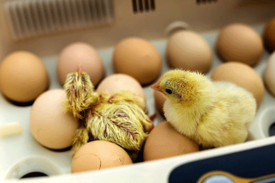 Why Nigeria's Poultry Industry Shouldn't Collapse