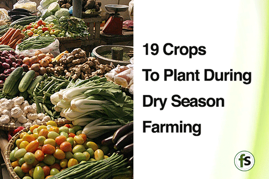 Crops To Plant During Dry Season Farming