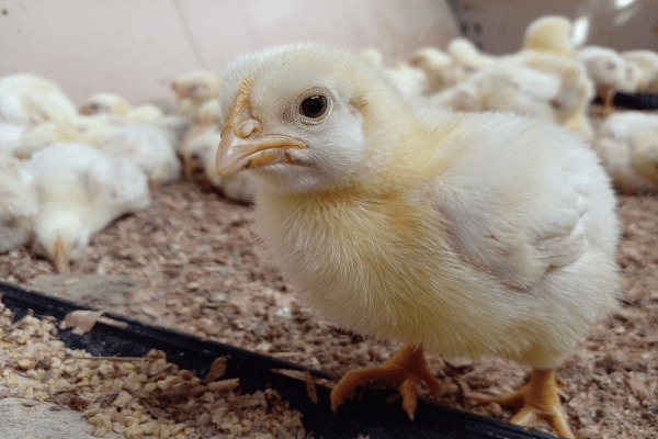 Chicken Prices Are Expected To Skyrocket In December