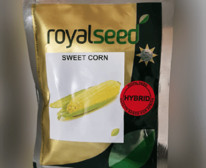 Hybrix F1 Sweetcorn Seeds (Royal Seeds)