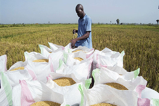 Price Of Local Rice Would Shortly Rise - Rice Producers