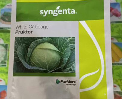 White Cabbage Pruktor