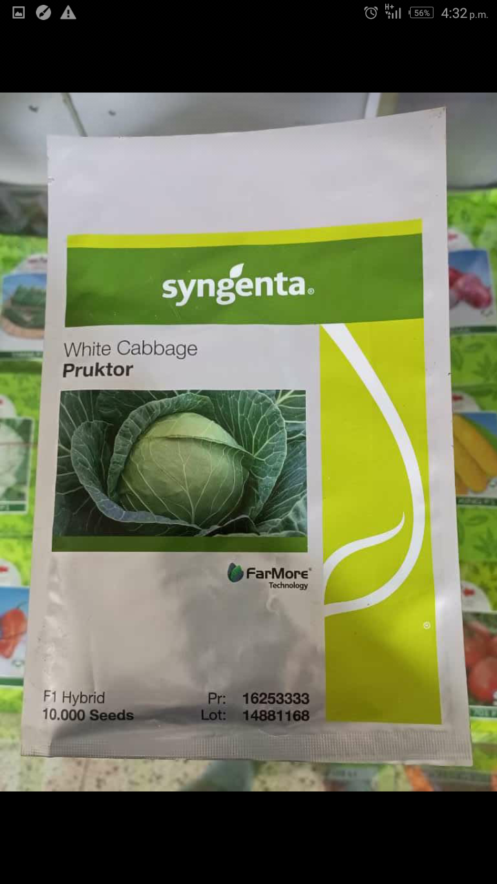 White Cabbage Pruktor