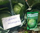 Minatoir F1 Cabbage Seeds