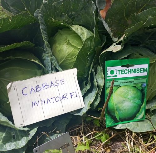 Minatoir F1 Cabbage Seeds