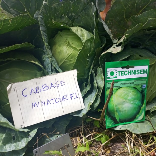 Minatoir F1 Cabbage Seeds