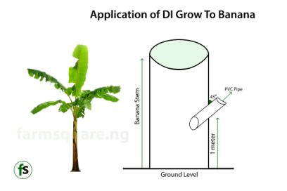 Application of DI Grow To Banana