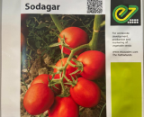 Sodagar F1 Tomato 1000 Seeds (Enza Zaden)