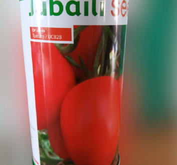 UC82B Tomato Seeds (Jubaili Seeds)