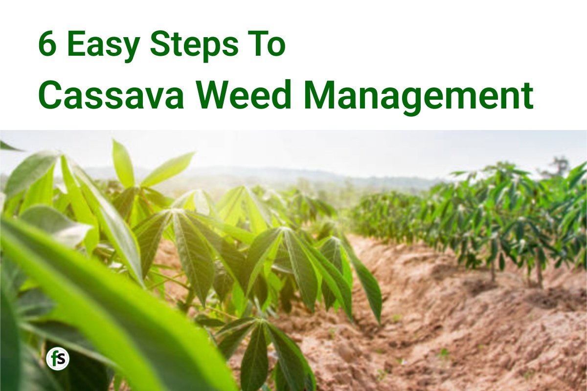 6 Easy Steps To Cassava Weed Management