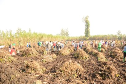 Cassava Weed Clearing