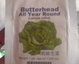 Butterhead 'all year round' Lettuce