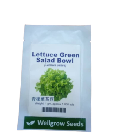 Salad Bowl Lettuce