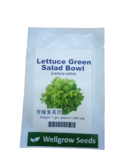 Salad Bowl Lettuce