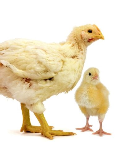Marshall Broiler Day Old Chicks