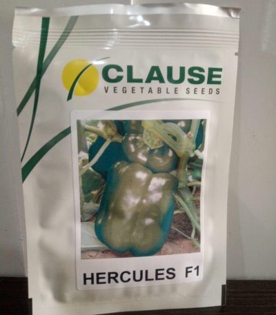Hercules F1 Bell Sweet Hybrid Pepper Seeds 1000 Seeds