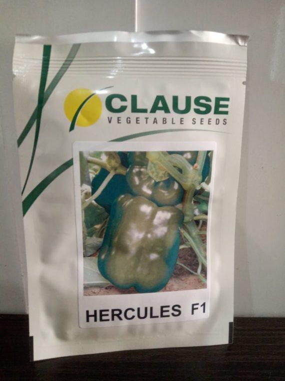 Hercules F1 Bell Sweet Hybrid Pepper Seeds 1000 Seeds