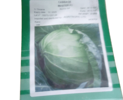 Master F1 Cabbage Seeds