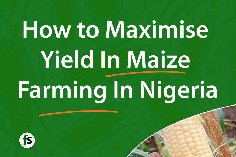 How to Maximise Yield In Maize Farming In Nigeria