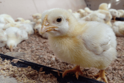Day old chicks prices