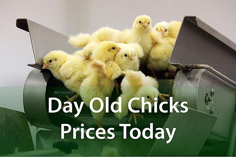 Prices of Day Old Chicks In Nigeria Today